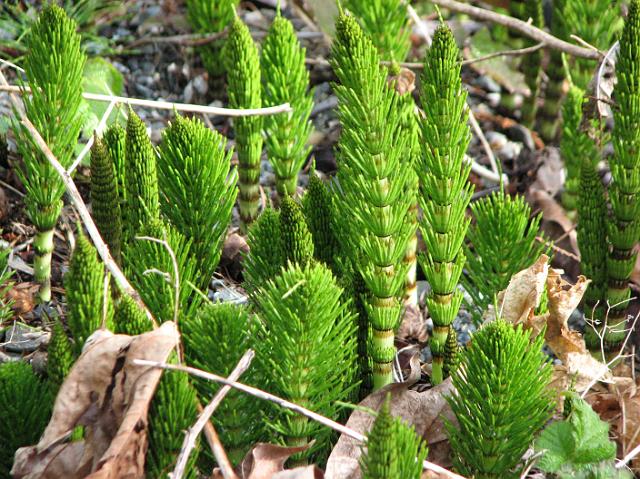 IMG_6069 Some of the vegetation growing near Chuckanut Drive.