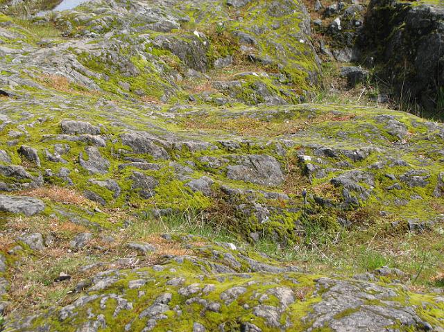 IMG_6132 Moss covering the rocks