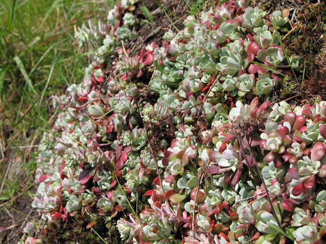 IMG_6173 Flowery growth on the rocks