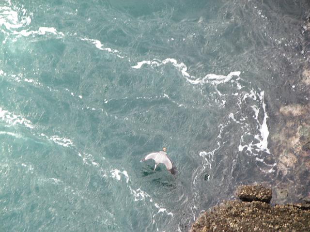 IMG_6202 Bird flying along the shore line