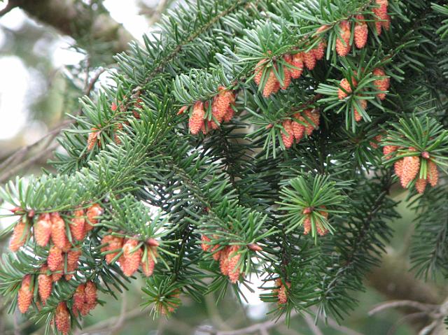 IMG_6210 Baby pine cones