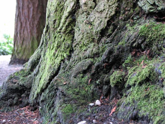 IMG_6276 Green growth on tree trunks