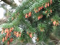 IMG_6210 Baby pine cones