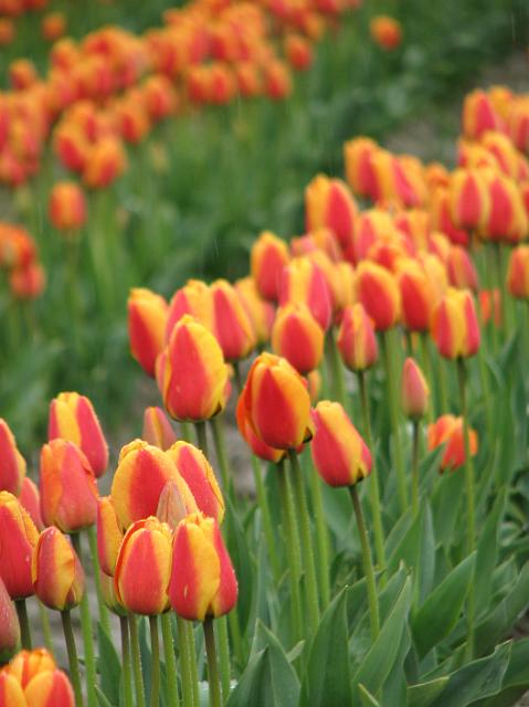 IMG_5831 Pretty red and yellow tulips.