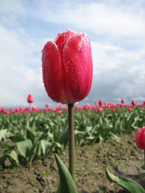 IMG_5936 Pink tulip with water droplets.