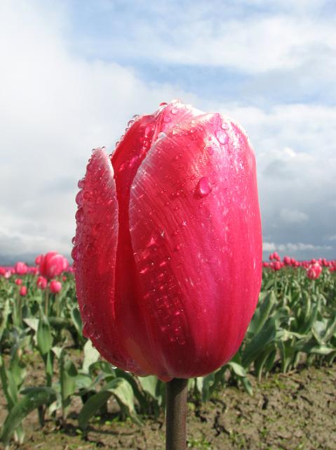 IMG_5952 Pink tulip with water droplets.