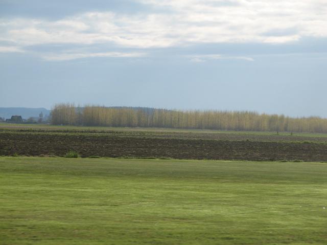 IMG_6094 Pretty field with neat trees in background.