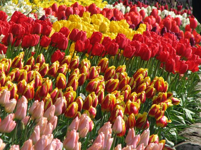 IMG_6336 Many varieties of tulips