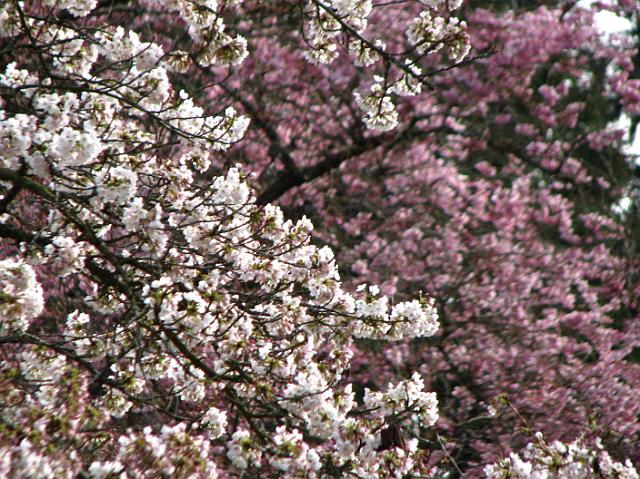 IMG_1008 Blooming cherry trees at the Washington Arboretum