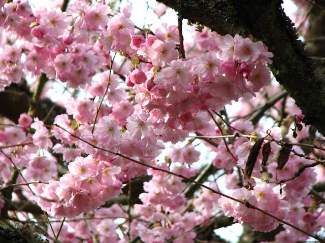 IMG_1014 Pretty pink flowers