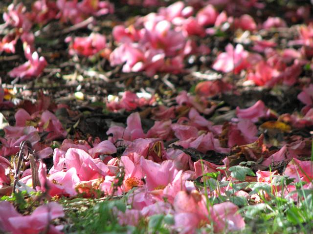 IMG_1037 Flower petals on the ground