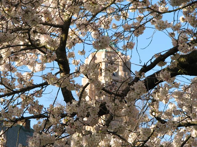 IMG_1108 Tower behind the blossoms