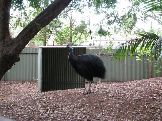 IMG_8660 Emu