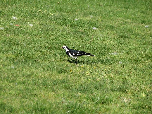 IMG_5805 Birds in Australia were very interesting looking