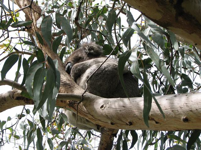 IMG_6355 Koala