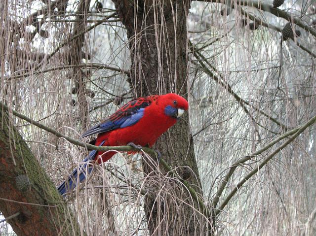 IMG_6366 Beautiful red lorikeet