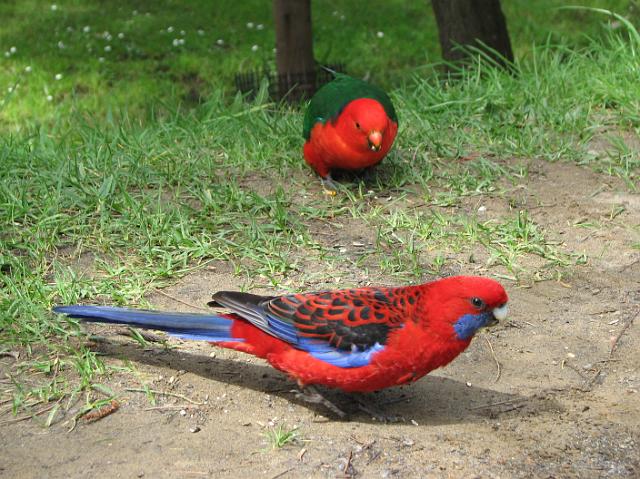 IMG_6381 Pretty birds