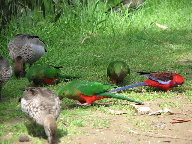 IMG_6398 More birds with some ducks intruding on our shot