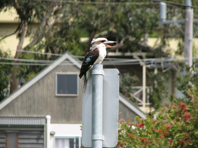 IMG_6401 Strange bird