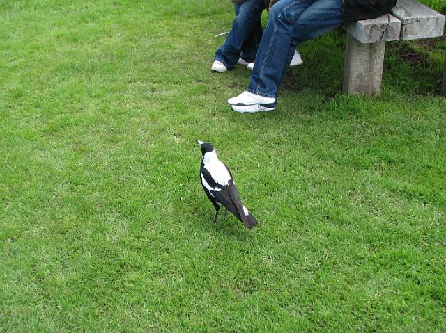 IMG_6406 This bird (a magpie) kept bothering us for food