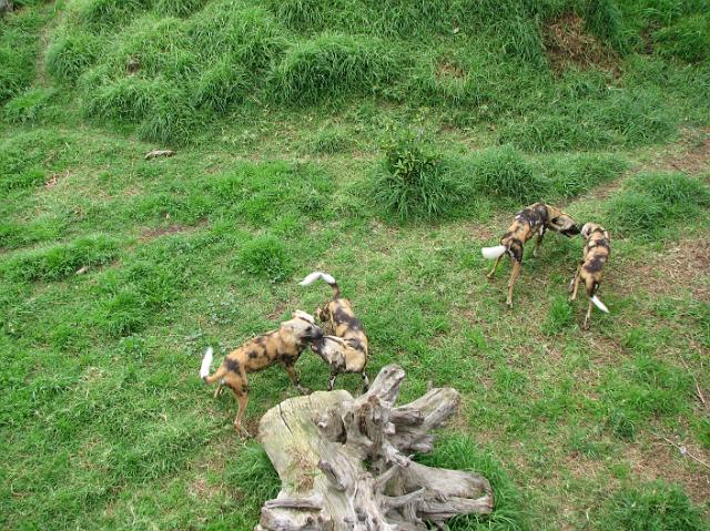 IMG_6899 Dingos at the zoo