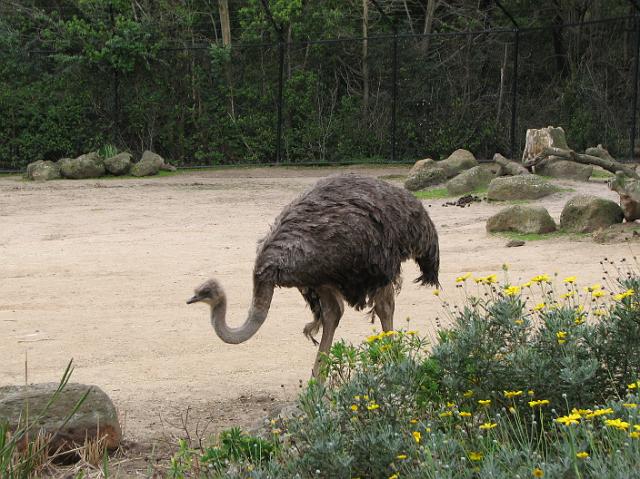 IMG_6927 Ostrich