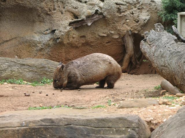 IMG_6941 Never knew what a wombat looked like