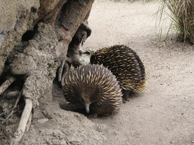 IMG_6945 Echidnas, one of only two mammals that lay eggs, the other being a platypus