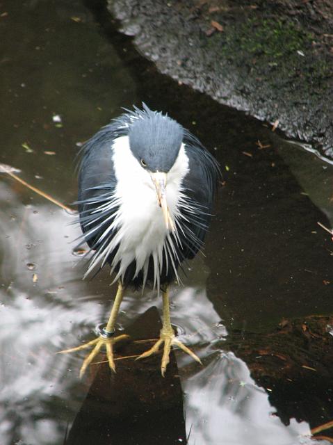 IMG_6962 Weird looking bird