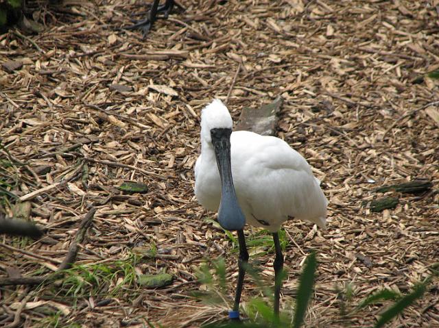 IMG_6965 Another interesting bird