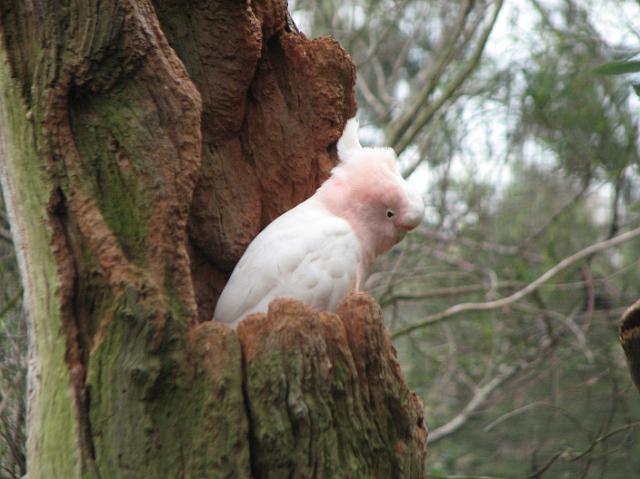 IMG_6966 Pink cockatoo, also only found in Australia