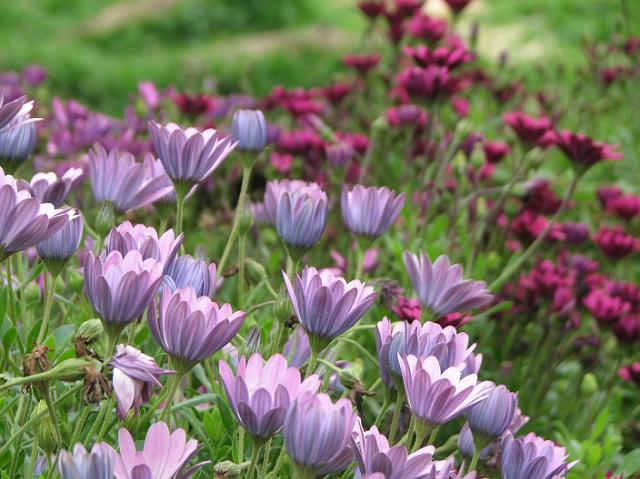 IMG_6978 Pretty purple flowers