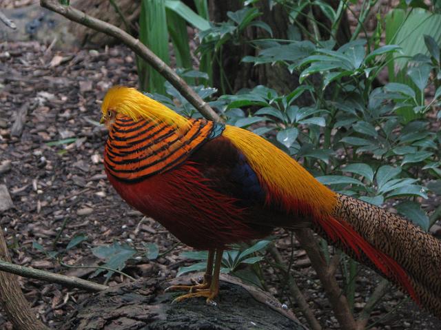 IMG_6984 Colorful pheasant