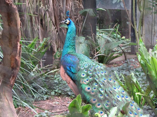 IMG_7012 Peacock