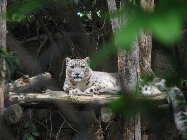 IMG_7015 The beautiful snow leopard