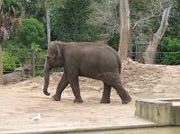 IMG_6987 Elephant