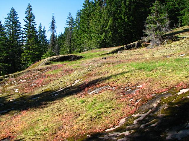 IMG_2663 Glacial scars with lichen and moss