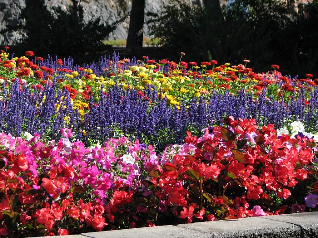 IMG_4906 Pretty flowers at the park