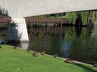 IMG_4875 Lots of ducks were unfazed (and seemingly-unaffected) by the warnings of a dangerous river current