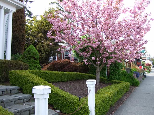 DSCF0998 Some of the pretty greenery and flowers on Bainbridge Island