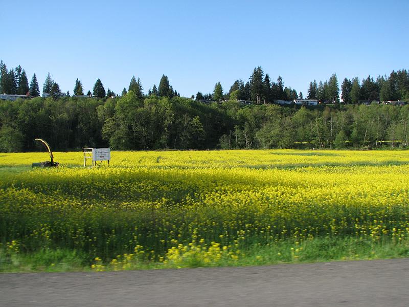 IMG_2012 We saw these yellow flowers on the way home