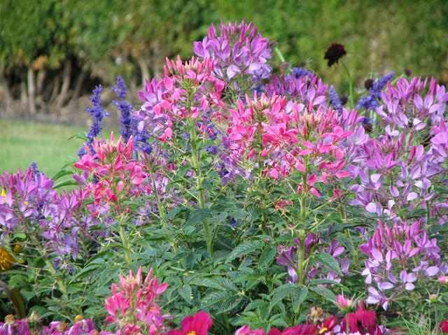 IMG_7569 Pretty pink and purple flowers.