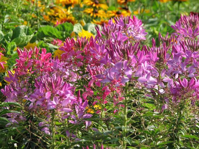 IMG_7573 More pretty flowers.