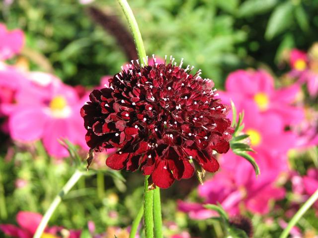 IMG_7577 A pretty red flower.