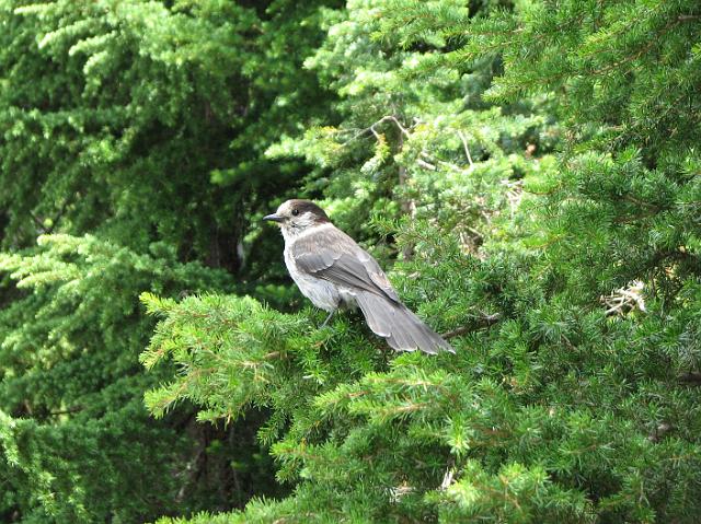 IMG_3275 Bird sitting on a branch