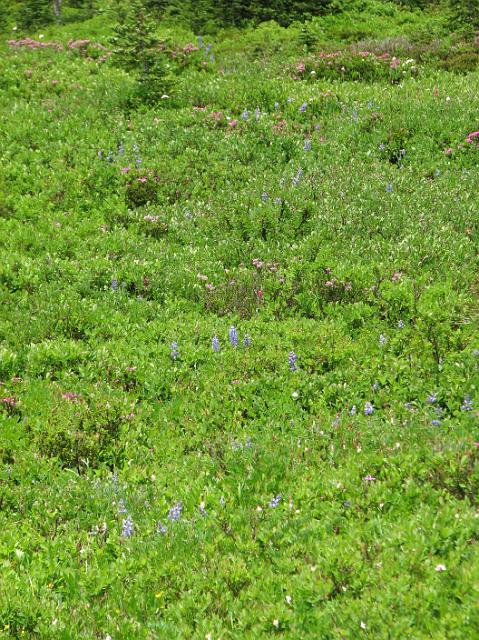 IMG_3294 Wildflowers