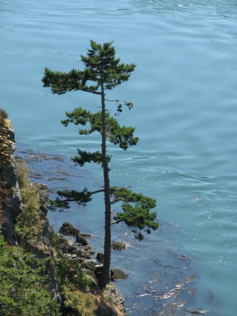 IMG_3517 Tree at Deception Pass