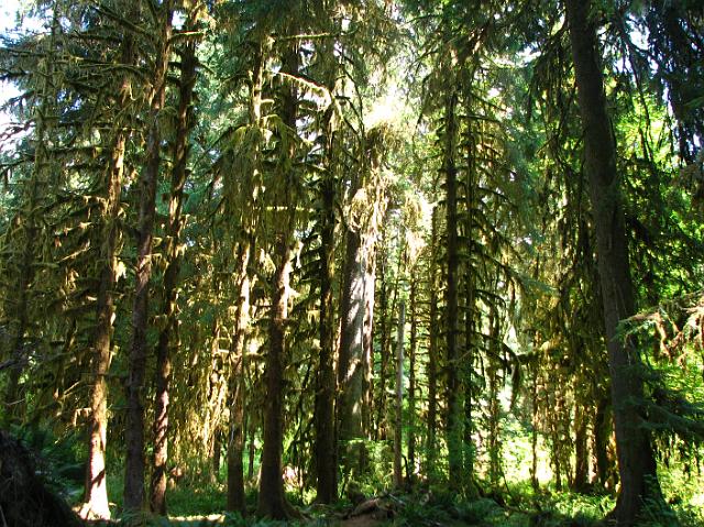 IMG_4002 Moss-covered trees at Hoh Rain Forest