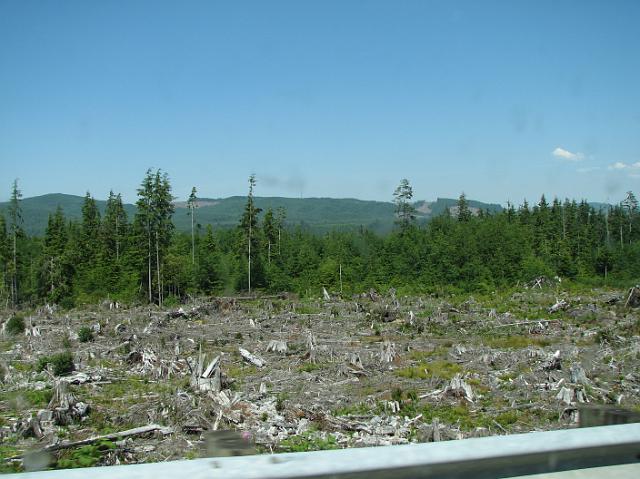 IMG_4035 Logged tree stumps