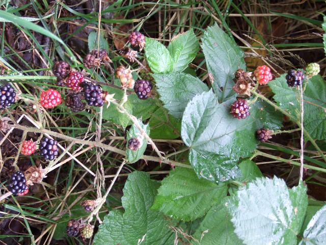 DSCF2321 Blackberries!